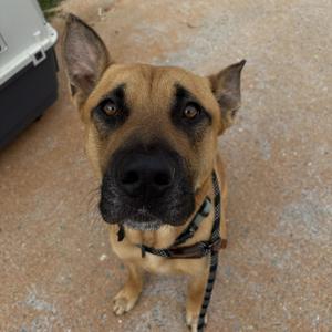 A brown dog with a black muzzle and expressive eyes is looking up at the camera. The dog is wearing a harness and appears to be standing on a concrete surface.