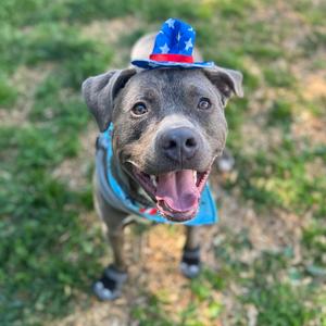 Joey, Terrier, Pit Bull, adult, available for adoption