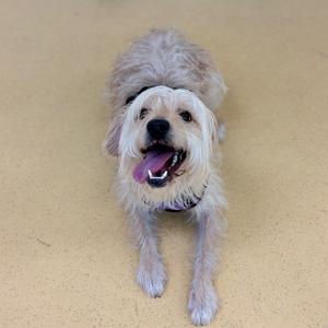 A fluffy white dog with a black collar is lying on a yellow surface, looking up with its tongue out.