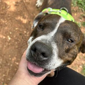 Embark, Terrier, American Pit Bull, adult, available for adoption
