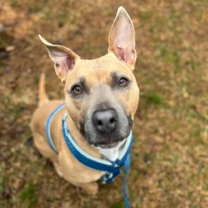 Kimmie, Mixed Breed (Medium), adult, available for adoption