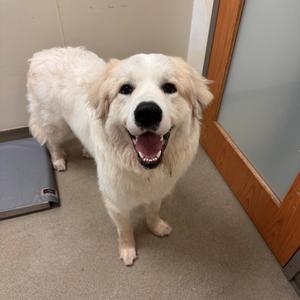Buck, Pyrenees, Great, adult, available for adoption