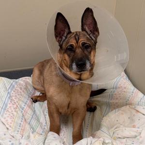 Hawkgirl, Shepherd, adult, available for adoption