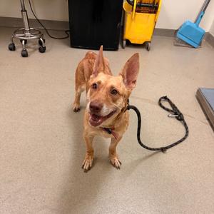 Batgirl, Shepherd, adult, available for adoption