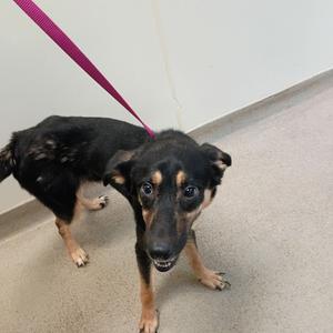 Kane, Husky, adult, available for adoption