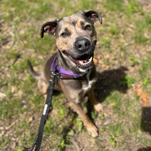A smiling dog with brown and gray fur, wearing a purple collar and a leash, sits on grass.