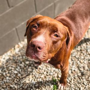 Creed, Mixed Breed (Large), adult, available for adoption