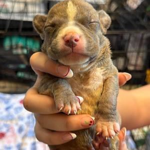 Polaris, Mixed Breed (Large), puppy, available for adoption