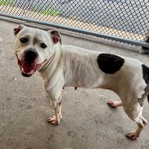 A white dog with black spots standing on a concrete surface, with a chain-link fence in the background.