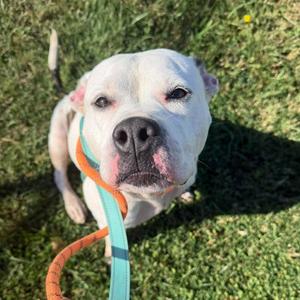 Myka, Mixed Breed (Medium), adult, available for adoption