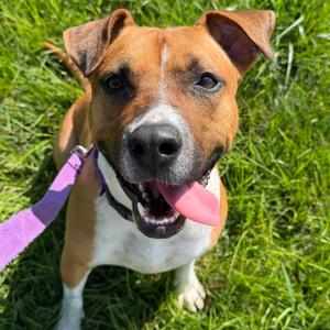 Kona, Mixed Breed (Medium), adult, available for adoption