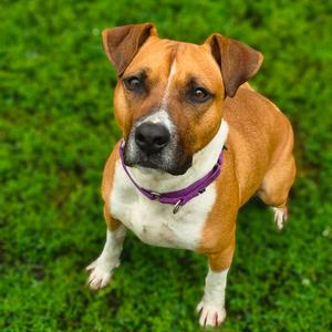 Kona, Mixed Breed (Medium), adult, available for adoption