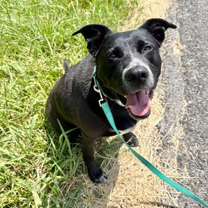 Honey, Mixed Breed (Medium), senior, available for adoption