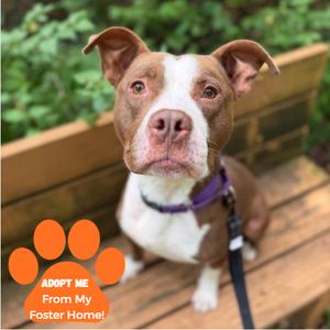 Bob, Mixed Breed (Medium), adult, available for adoption