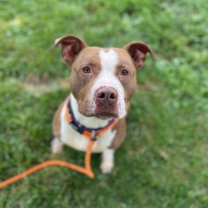 A brown and white pit bull mix dog looking directly at the camera while sitting in the grass on a leash.