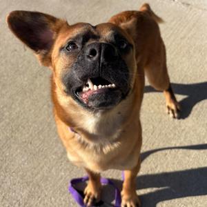 Skellington, Mixed Breed (Medium), adult, available for adoption