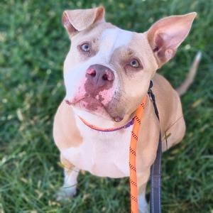 Pasta Salad, Mixed Breed (Large), adult, available for adoption
