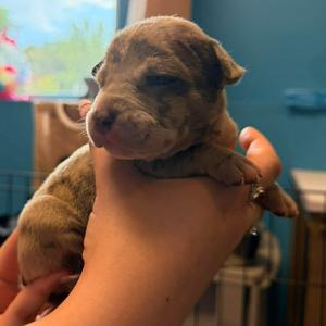 Perseus, Mixed Breed (Large), puppy, available for adoption