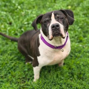 Benny, Mixed Breed (Large), senior, available for adoption