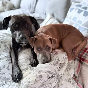 Toggle, Mixed Breed (Large), adult, available for adoption