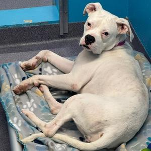 Fun Dip, Mixed Breed (Large), adult, available for adoption