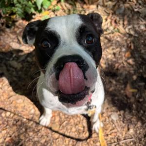 Pookiebutt, Mixed Breed (Medium), adult, available for adoption