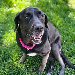 Daisy, Mixed Breed (Large), adult, available for adoption