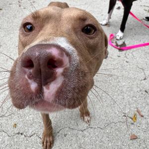 Marnie, Mixed Breed (Medium), adult, available for adoption
