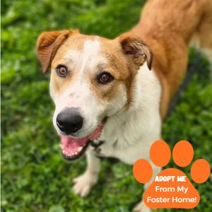 Johnnyboy, Mixed Breed (Medium), adult, available for adoption