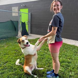 Johnnyboy, Mixed Breed (Medium), adult, available for adoption
