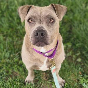 A tan dog with a purple collar and a light blue leash standing on grass looking at the camera.
