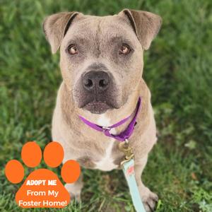 Delhi, Mixed Breed (Medium), adult, available for adoption