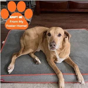 Clancy, Mixed Breed (Large), senior, available for adoption