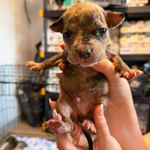 Dorado, Mixed Breed (Large), puppy, available for adoption