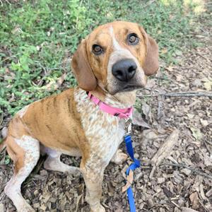 A brown and white dog with floppy ears, wearing a pink collar and a blue leash, sitting on a bed of leaves and twigs.
