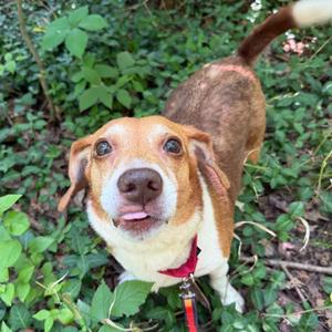 Messi, Mixed Breed (Medium), adult, available for adoption