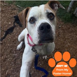 Bouquet, Mixed Breed (Large), adult, available for adoption
