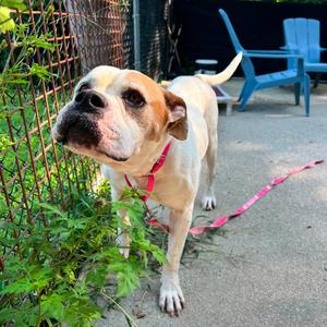 Bouquet, Mixed Breed (Large), adult, available for adoption