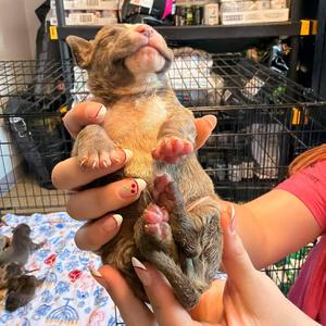 Orbit, Mixed Breed (Large), puppy, available for adoption