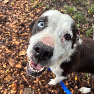 Kaleidoscope, Mixed Breed (Medium), adult, available for adoption