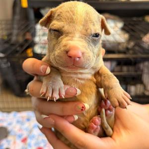 Crater, Mixed Breed (Large), puppy, available for adoption