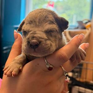 Pegasus, Mixed Breed (Large), puppy, available for adoption