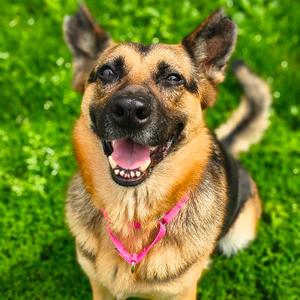 Maizey, Mixed Breed (Medium), adult, available for adoption