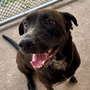 Dharma, Mixed Breed (Large), adult, available for adoption