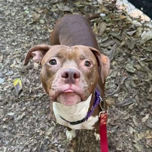 A brown and white dog with floppy ears and a red leash, looking up at the camera.