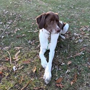 A brown and white dog lying on grass with its front paws stretched out.