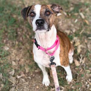 A brown and white dog wearing a pink harness, sitting on grass.
