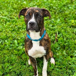 Farkle, Mixed Breed (Large), young, available for adoption