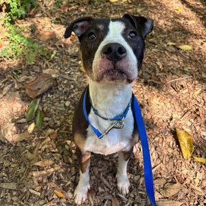 Ares, Mixed Breed (Medium), senior, available for adoption