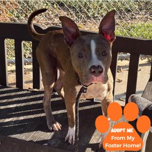 Akio, Mixed Breed (Medium), adult, available for adoption